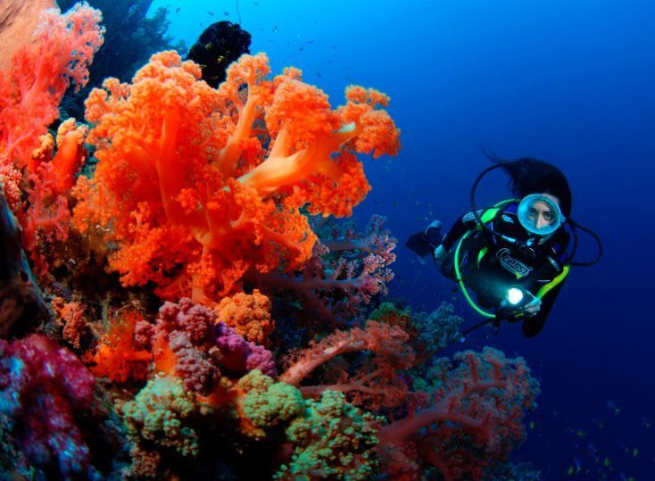 Soft-Coral-Scuba-Diving-Fiji-Waidroka