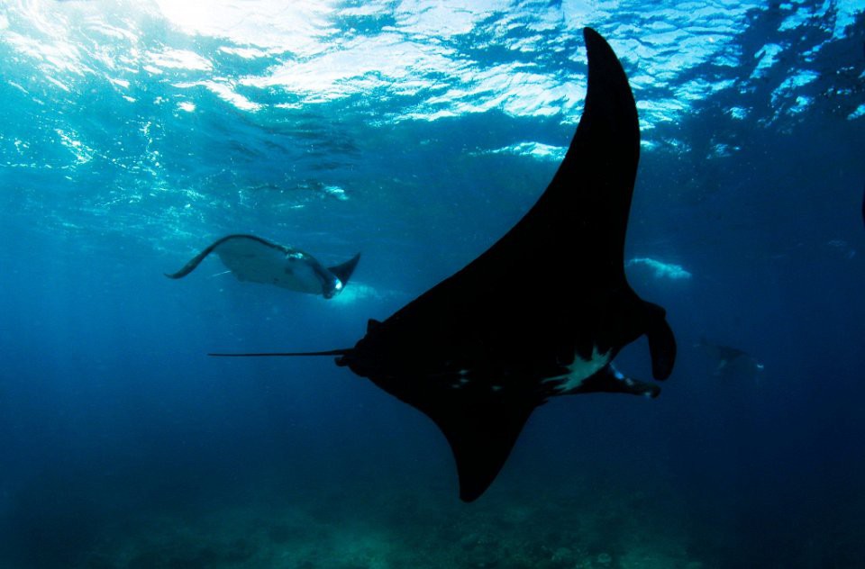 YASY20A_Dive__