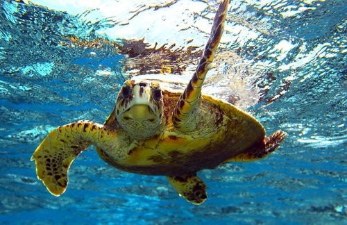 sea-turtle