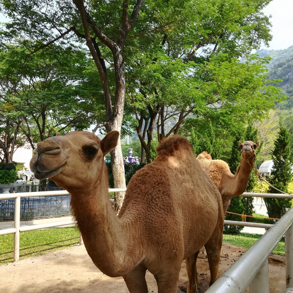 Camel Republic@FB